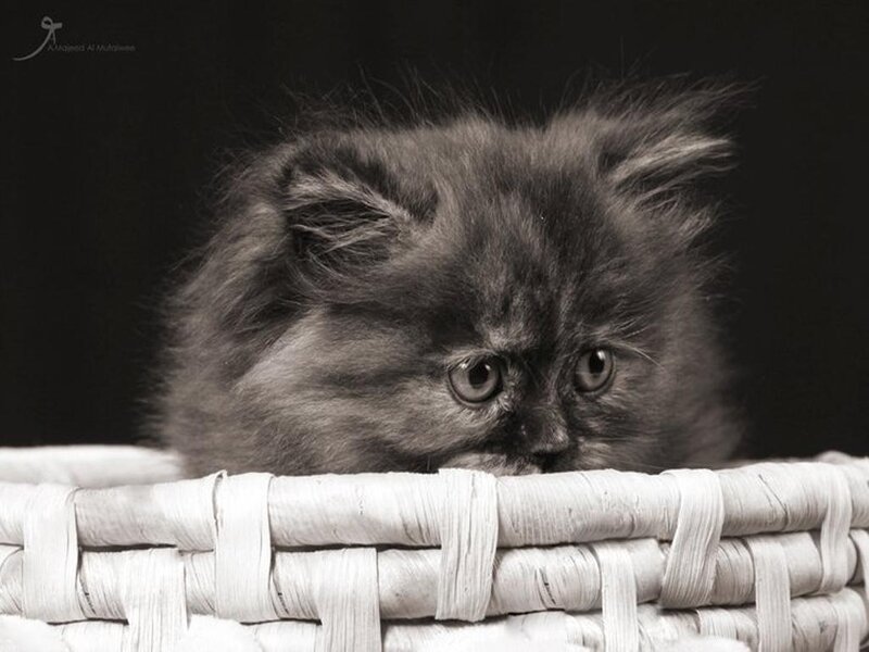 Fluffy Gray Kitten — Calm, Photograph, Basket
