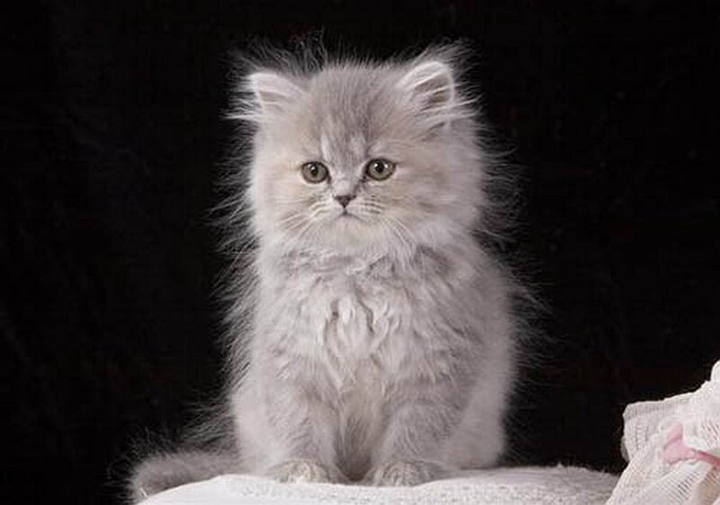 Fluffy Gray Kitten — Calm, Photograph, Black Background