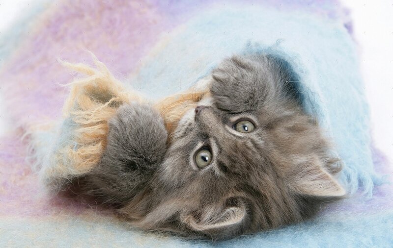 Fluffy Gray Kitten — Calm, Photograph, Blanket