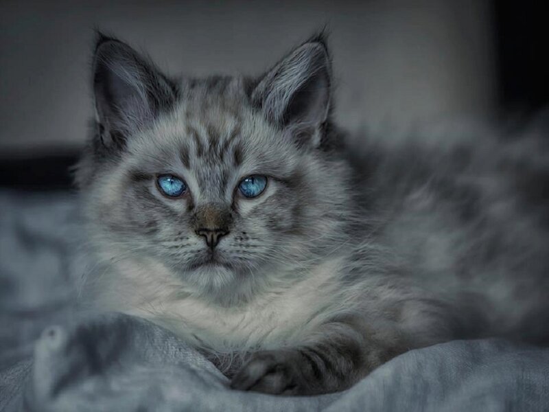 Fluffy Gray Kitten — Calm, Photograph, Blue Eyes