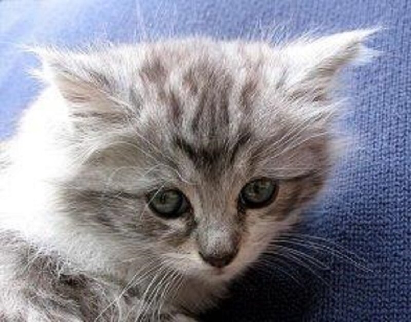 Fluffy Gray Kitten — Calm, Photograph, Blue Fabric