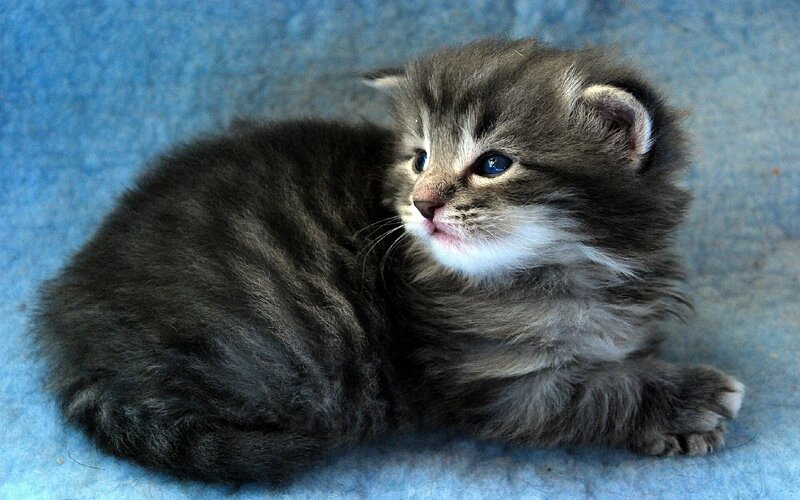 Fluffy Gray Kitten — Calm, Photograph, Blue Surface