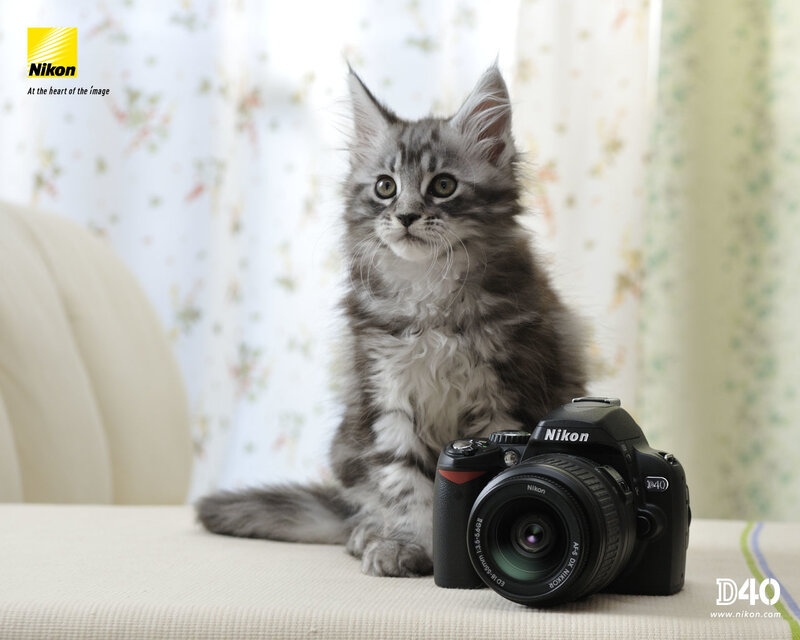 Fluffy Gray Kitten — Calm, Photograph, Camera