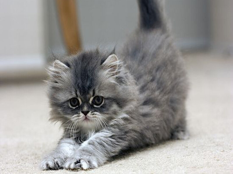 Fluffy Gray Kitten — Calm, Photograph, Carpet