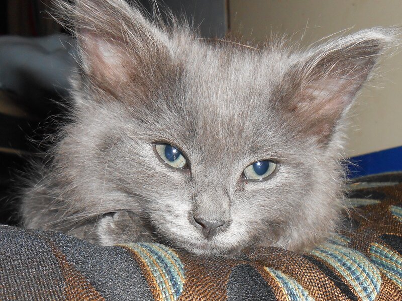 Fluffy Gray Kitten — Calm, Photograph, Cat, Blanket