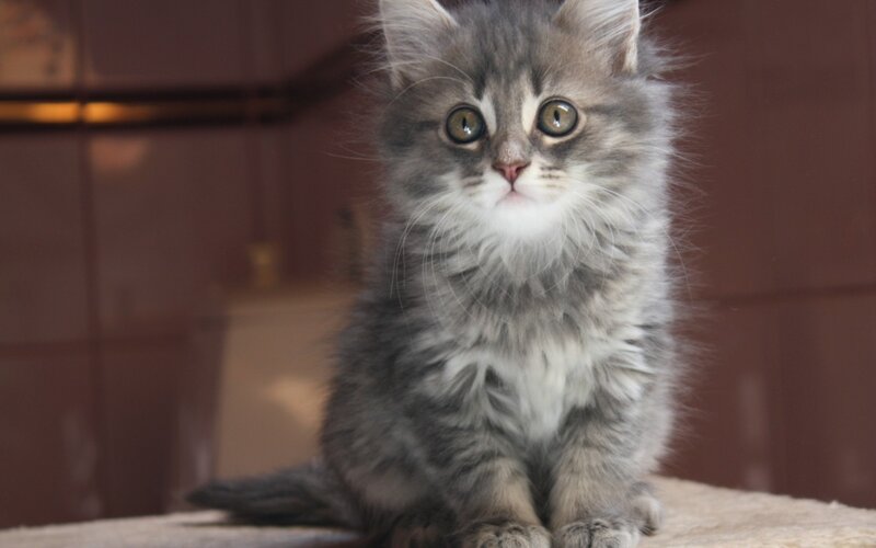 Fluffy Gray Kitten — Calm, Photograph, Cat, Floor