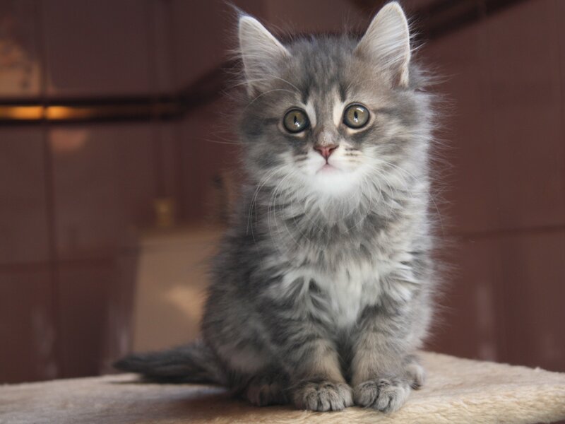 Fluffy Gray Kitten — Calm, Photograph, Cat, Floor, Wall
