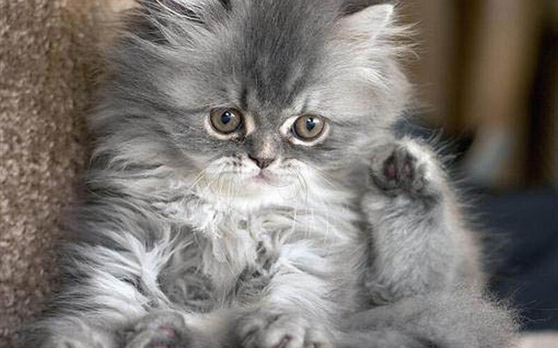 Fluffy Gray Kitten — Calm, Photograph, Cat, Paw