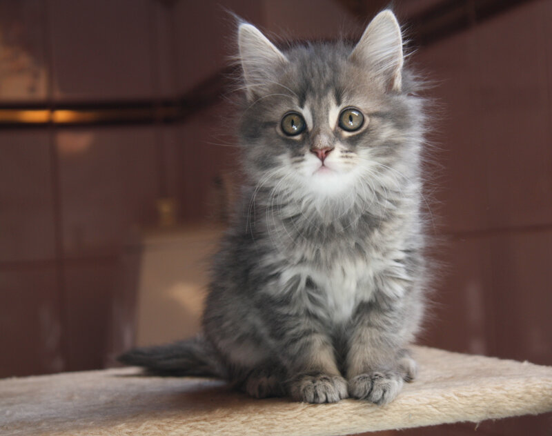 Fluffy Gray Kitten — Calm, Photograph, Cat