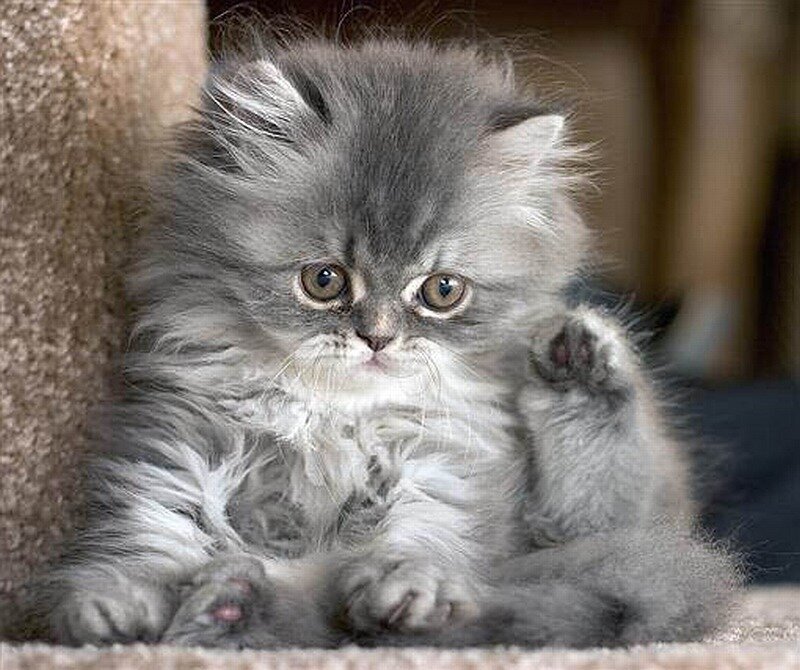 Fluffy Gray Kitten — Calm, Photograph, Cat Tree, Paws