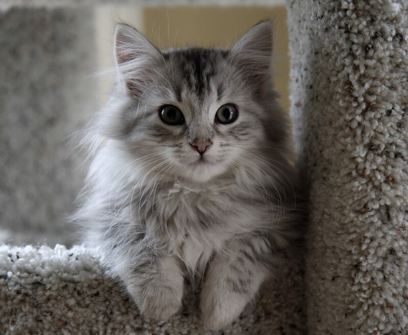 Fluffy Gray Kitten — Calm, Photograph, Cat Tree