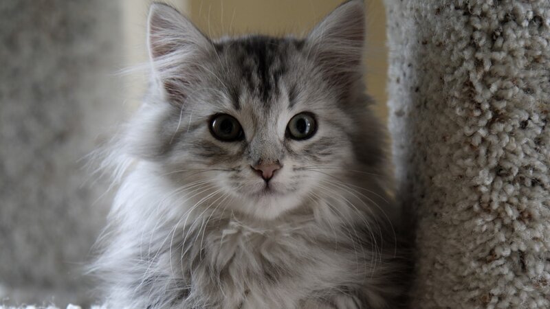 Fluffy Gray Kitten — Calm, Photograph, Cat Tree, White
