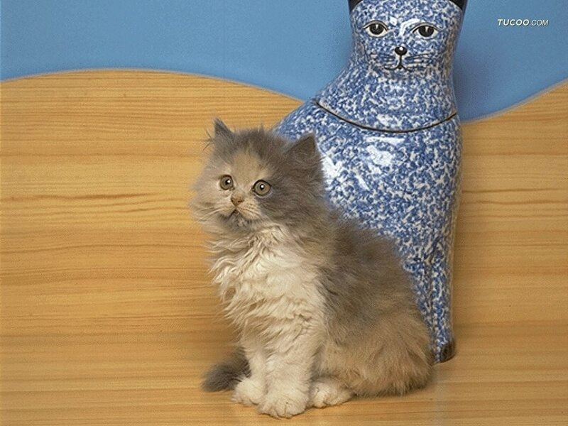 Fluffy Gray Kitten — Calm, Photograph, Ceramic Cat Figurine
