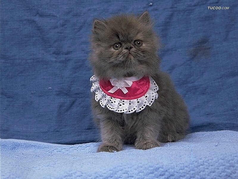 Fluffy Gray Kitten — Calm, Photograph, Collar