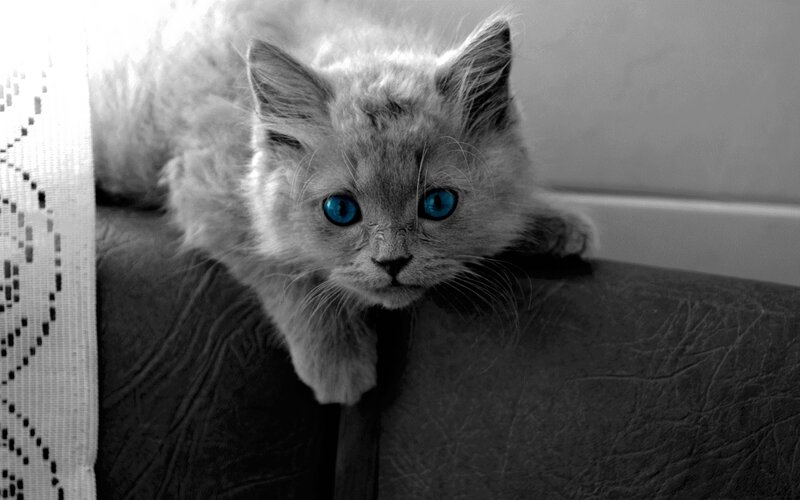 Fluffy Gray Kitten — Calm, Photograph, Couch
