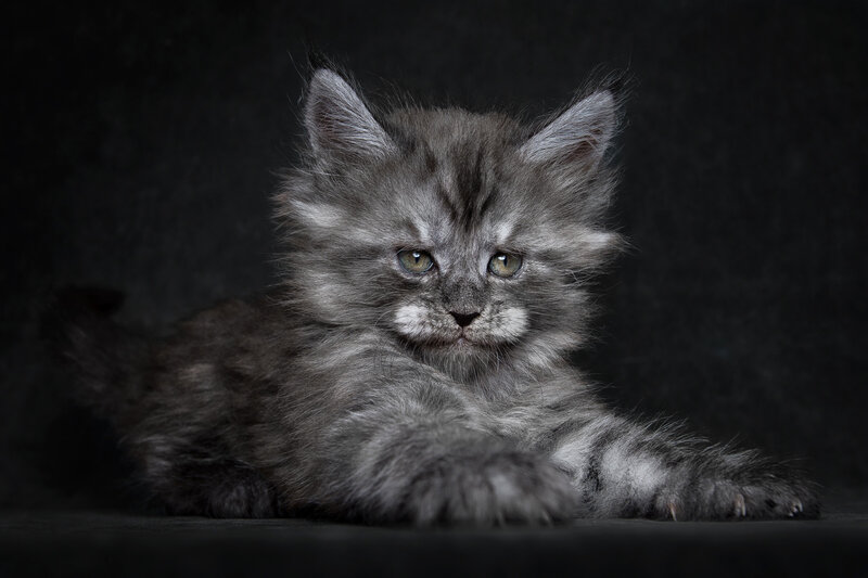 Fluffy Gray Kitten — Calm, Photograph, Dark Background
