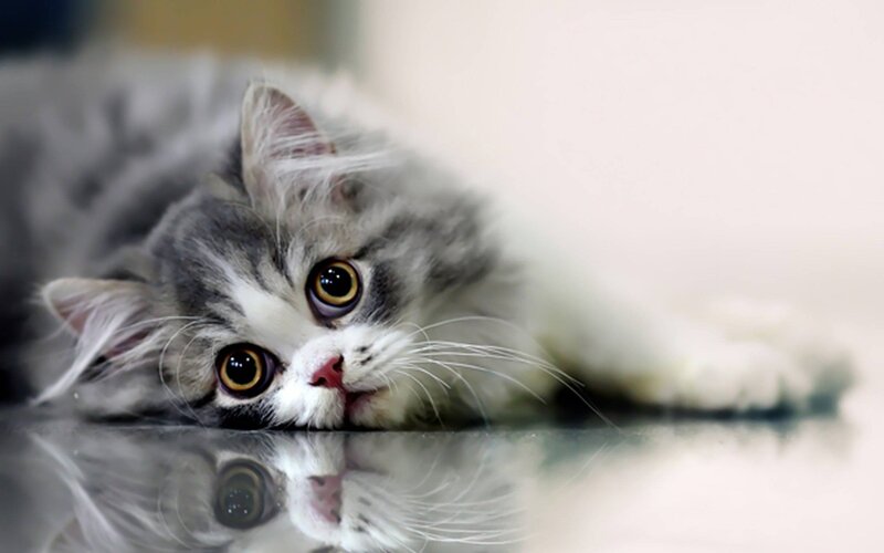 Fluffy Gray Kitten — Calm, Photograph, Floor