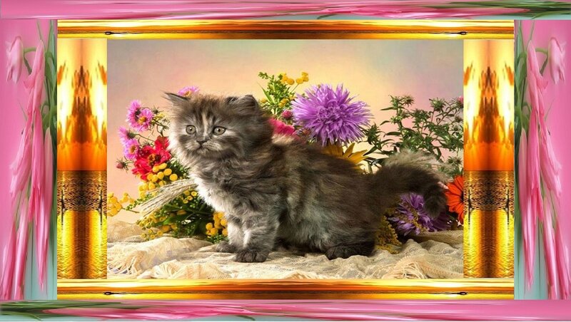 Fluffy Gray Kitten — Calm, Photograph, Flowers, Fabric