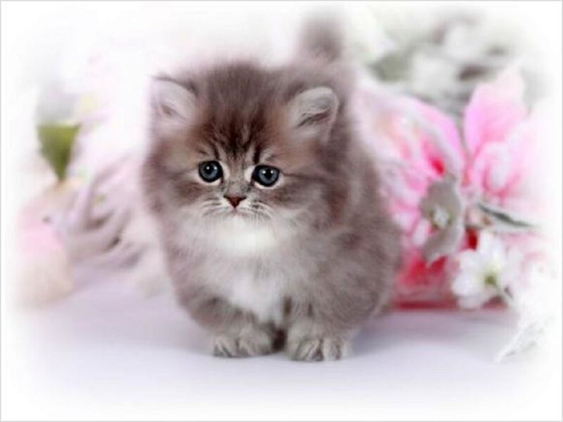 Fluffy Gray Kitten — Calm, Photograph, Flowers, White Surface
