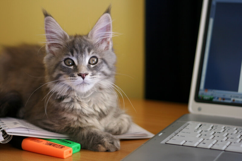 Fluffy Gray Kitten — Calm, Photograph, Laptop