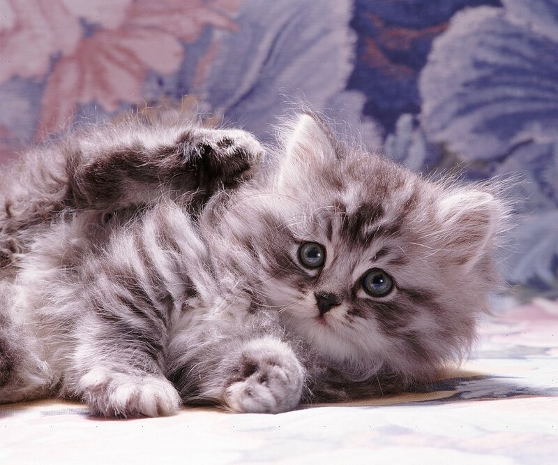 Fluffy Gray Kitten — Calm, Photograph, Patterned Fabric