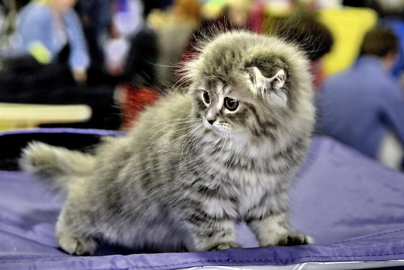Fluffy Gray Kitten — Calm, Photograph, Purple Mat