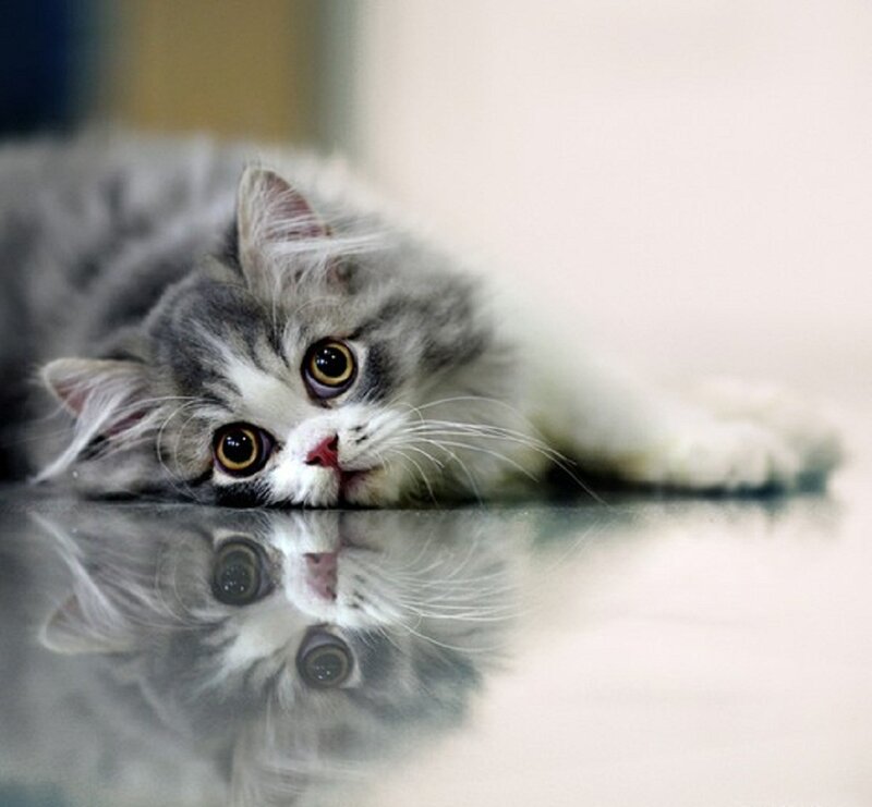 Fluffy Gray Kitten — Calm, Photograph, Reflection, Floor