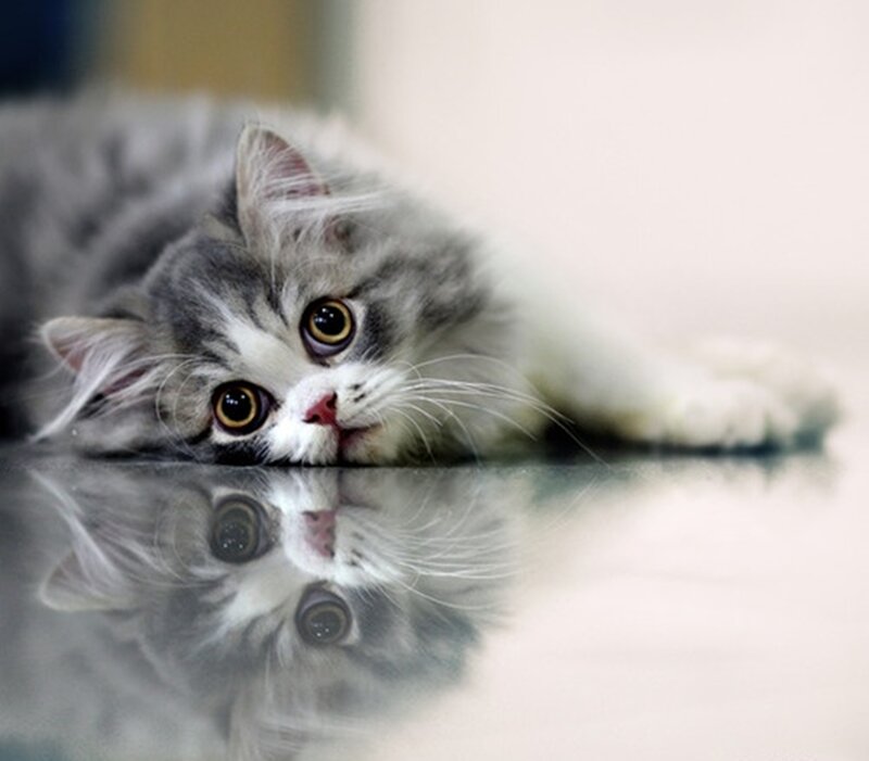 Fluffy Gray Kitten — Calm, Photograph, Reflection