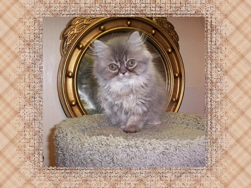 Fluffy Gray Kitten — Calm, Photograph