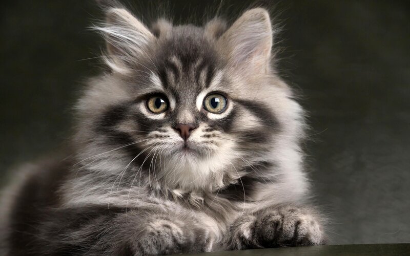 Fluffy Gray Kitten — Calm, Photograph, Whiskers, Paws