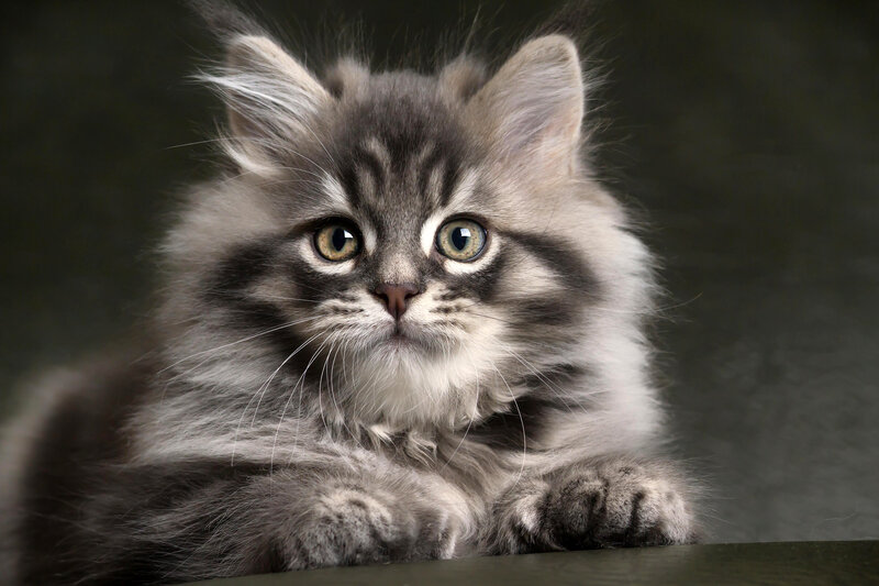 Fluffy Gray Kitten — Calm, Photograph, Whiskers