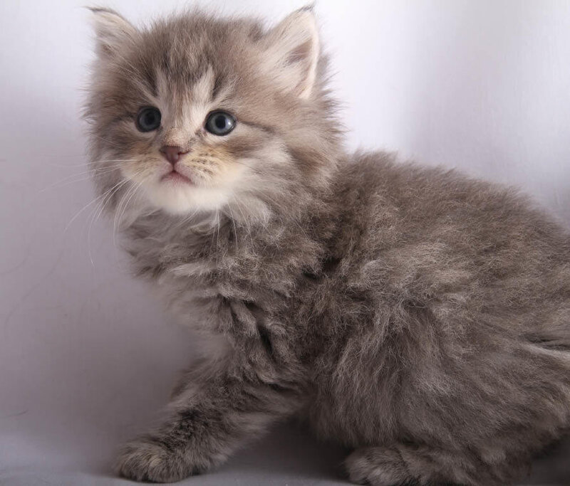 Fluffy Gray Kitten — Calm, Photograph, White Background