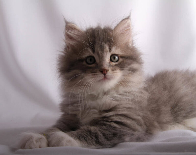 Fluffy Gray Kitten — Calm, Photograph, White Fabric