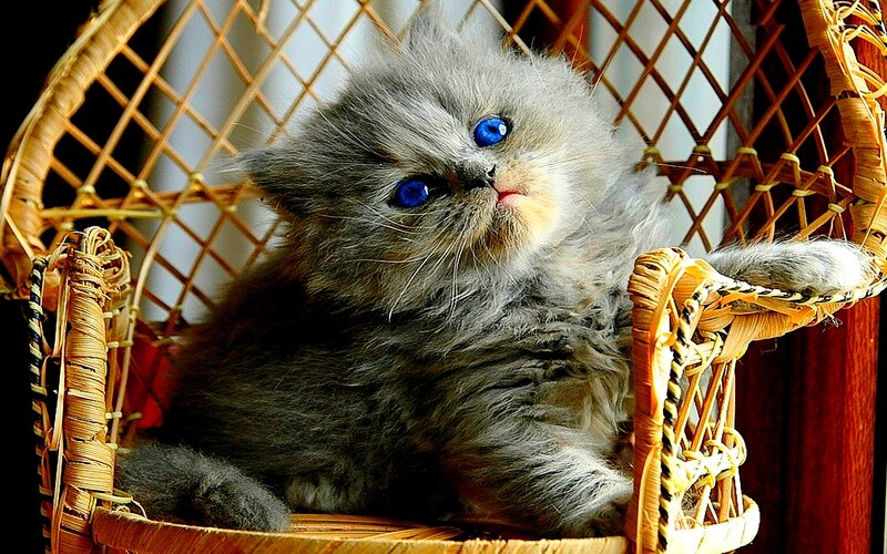 Fluffy Gray Kitten — Calm, Photograph, Wicker Chair, Blue Eyes