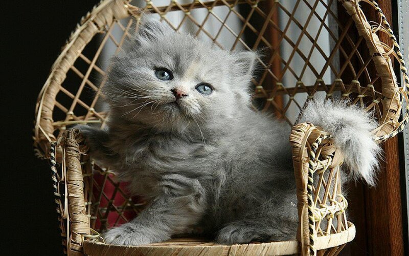 Fluffy Gray Kitten — Calm, Photograph, Wicker Chair
