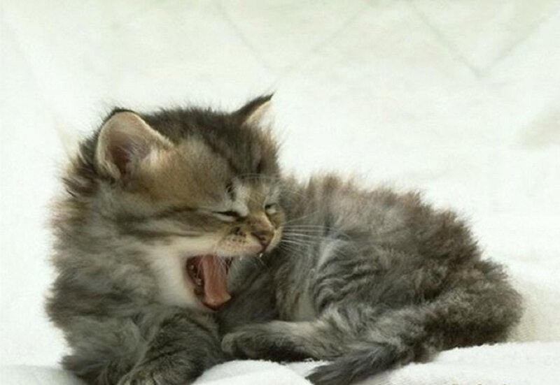 Fluffy Gray Kitten — Calm, Photograph, Yawning