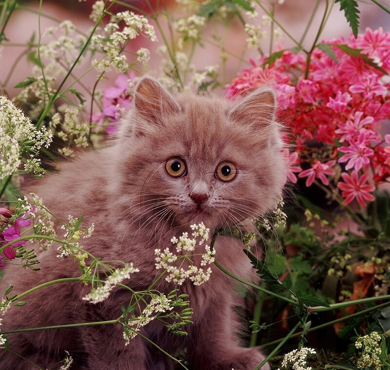 Fluffy Gray Kitten — Calm, Spring, Photograph
