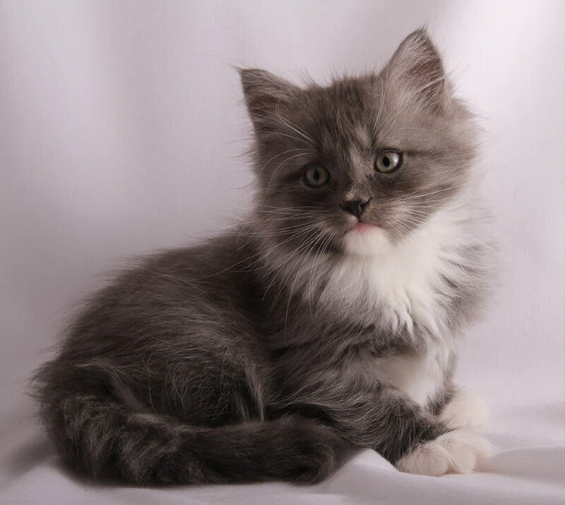 Fluffy Gray Kitten — Calm