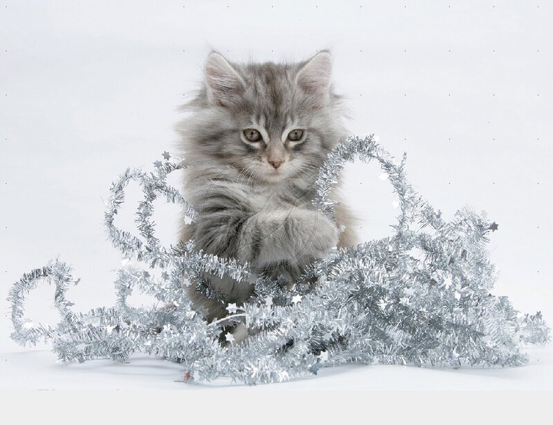 Fluffy Gray Kitten — Calm, Winter, Photograph