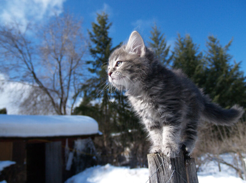 Fluffy Gray Kitten — Calm, Winter