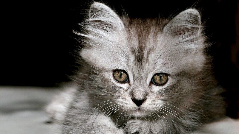 fluffy gray kitten close-up