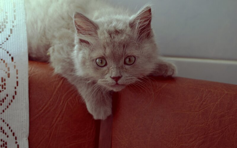 Fluffy Gray Kitten — Couch