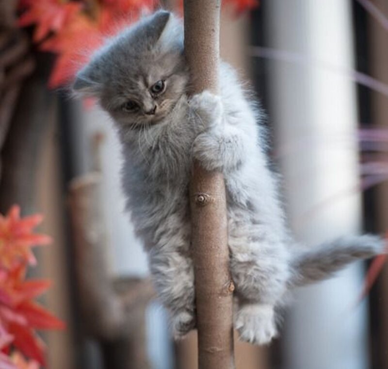 Fluffy Gray Kitten — Curious, Autumn