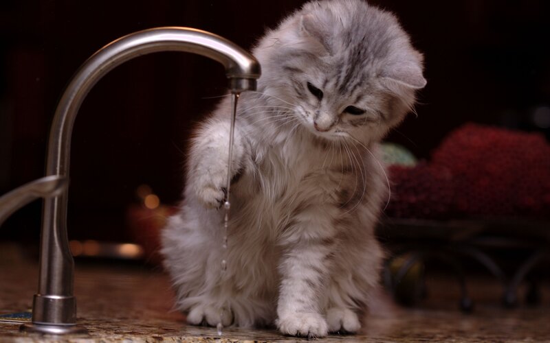 Fluffy Gray Kitten — Curious, Night