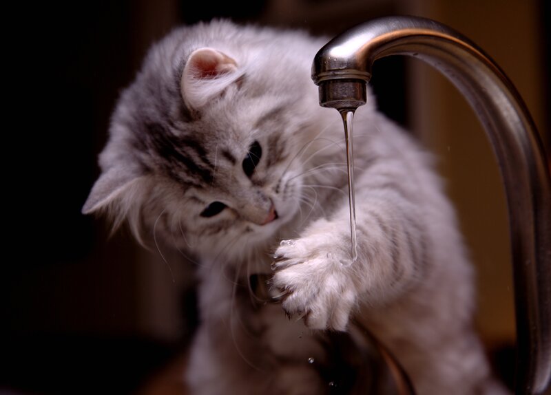 Fluffy Gray Kitten — Curious, Photograph, Faucet