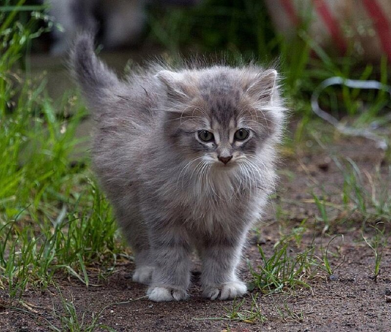 Fluffy Gray Kitten — Curious, Photograph, Grass