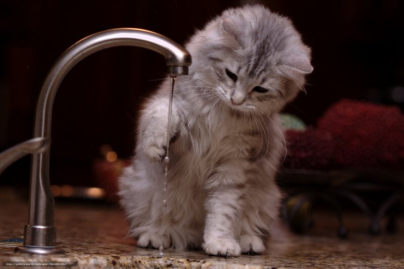 Fluffy Gray Kitten — Curious, Photograph, Kitchen Sink