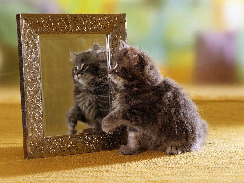 Fluffy Gray Kitten — Curious, Photograph, Mirror, Carpet