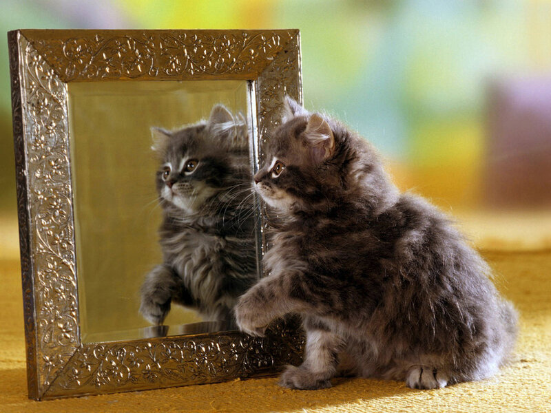 Fluffy Gray Kitten — Curious, Photograph, Mirror