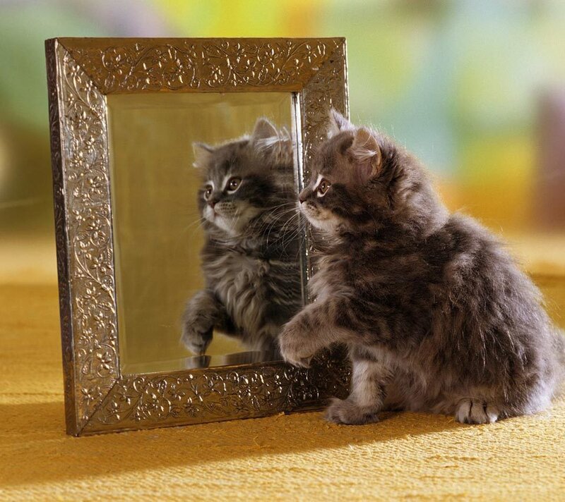 Fluffy Gray Kitten — Curious, Photograph